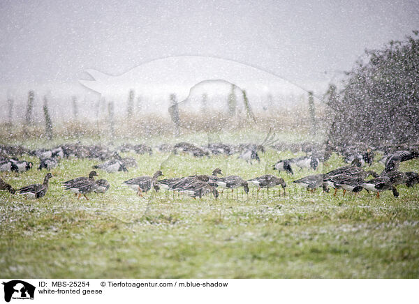 white-fronted geese / MBS-25254