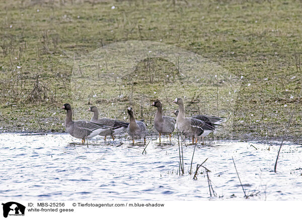 white-fronted geese / MBS-25256