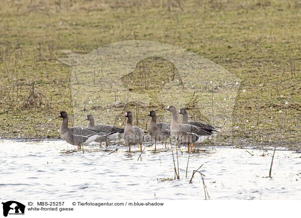 white-fronted geese / MBS-25257