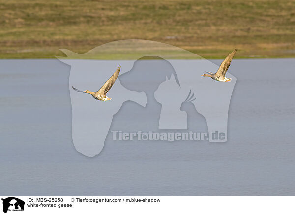 white-fronted geese / MBS-25258