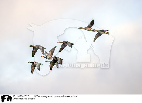 white-fronted geese / MBS-25261