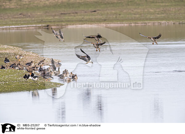 white-fronted geese / MBS-25267