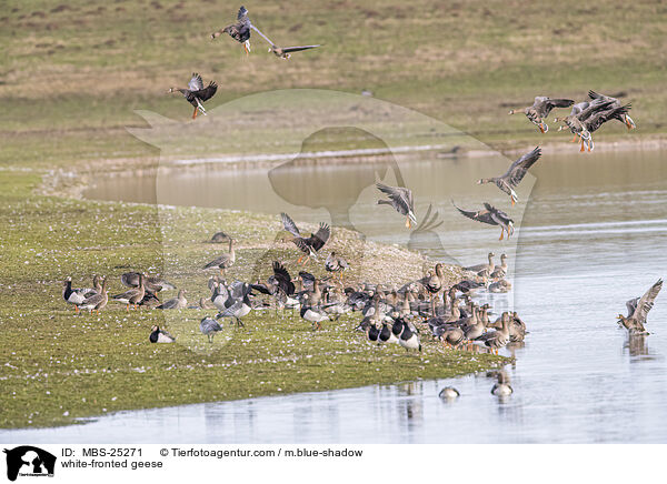 white-fronted geese / MBS-25271