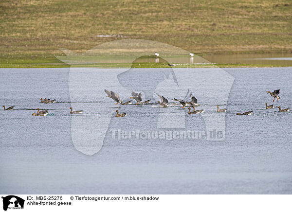 white-fronted geese / MBS-25276