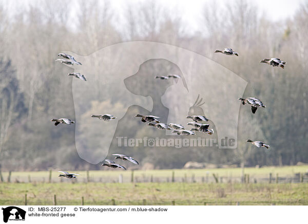 white-fronted geese / MBS-25277