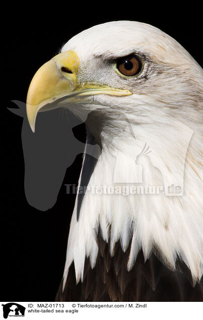 white-tailed sea eagle / MAZ-01713