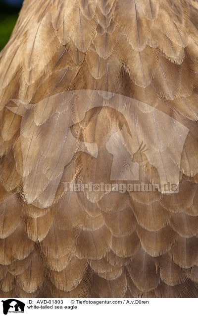 white-tailed sea eagle / AVD-01803