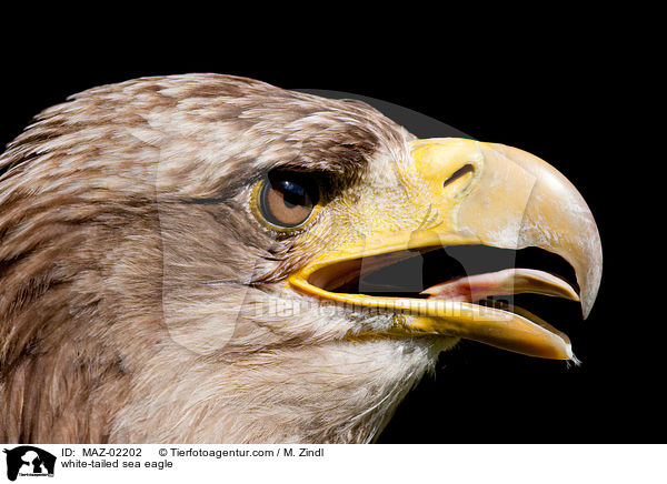 Seeadler / white-tailed sea eagle / MAZ-02202