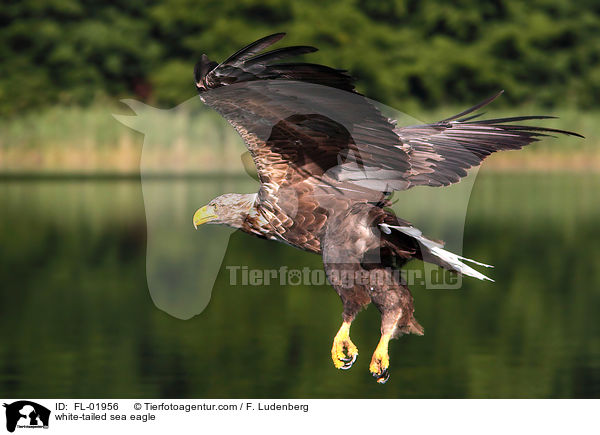 Seeadler / white-tailed sea eagle / FL-01956