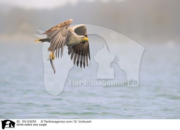 Seeadler / white-tailed sea eagle / DV-03055