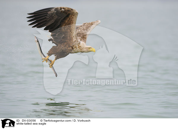 Seeadler / white-tailed sea eagle / DV-03056