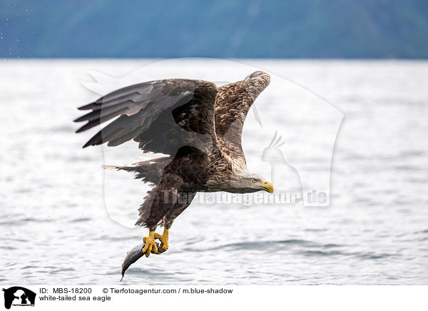Seeadler / white-tailed sea eagle / MBS-18200