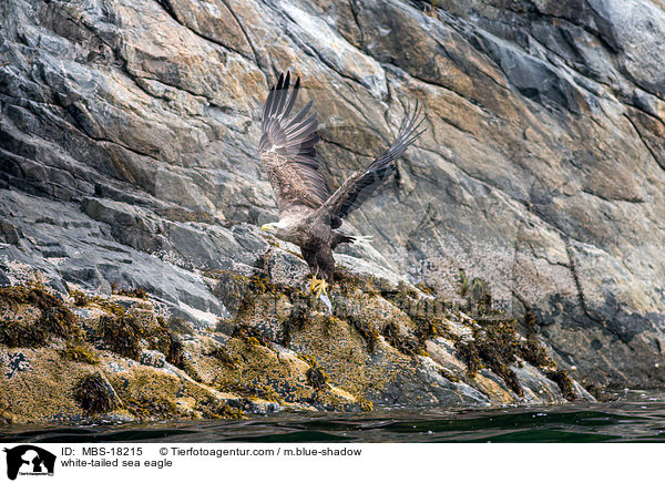 Seeadler / white-tailed sea eagle / MBS-18215
