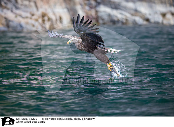 Seeadler / white-tailed sea eagle / MBS-18232