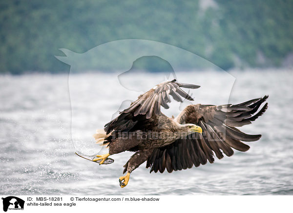 Seeadler / white-tailed sea eagle / MBS-18281