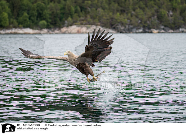 Seeadler / white-tailed sea eagle / MBS-18290