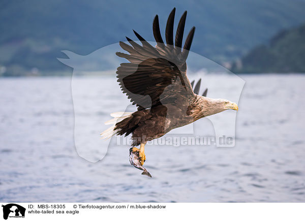 Seeadler / white-tailed sea eagle / MBS-18305