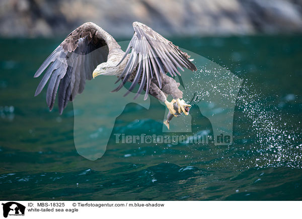 Seeadler / white-tailed sea eagle / MBS-18325