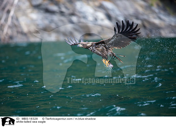 Seeadler / white-tailed sea eagle / MBS-18328