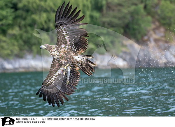 Seeadler / white-tailed sea eagle / MBS-18374