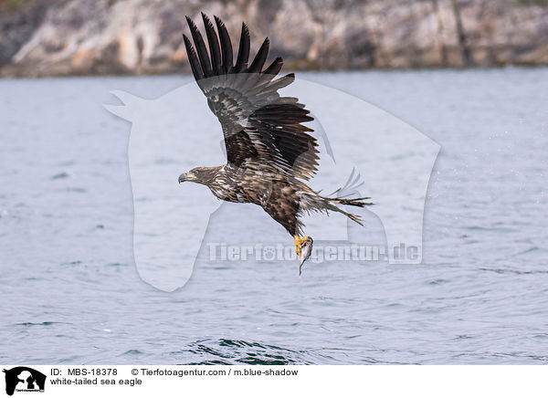 Seeadler / white-tailed sea eagle / MBS-18378