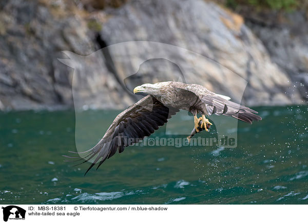 Seeadler / white-tailed sea eagle / MBS-18381