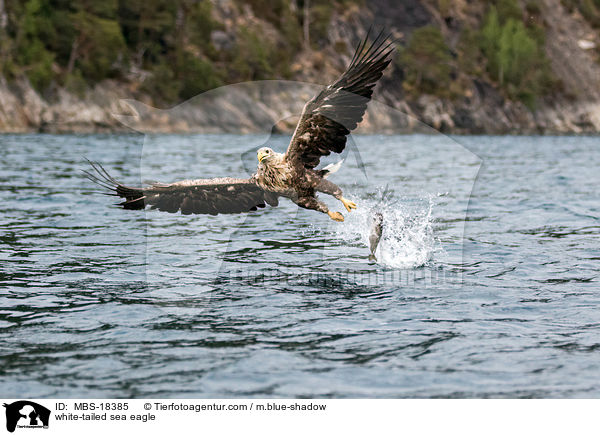 Seeadler / white-tailed sea eagle / MBS-18385