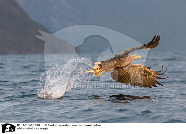 Seeadler / white-tailed sea eagle / MBS-18390