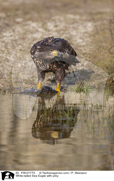 White-tailed Sea Eagle with prey / PW-07775