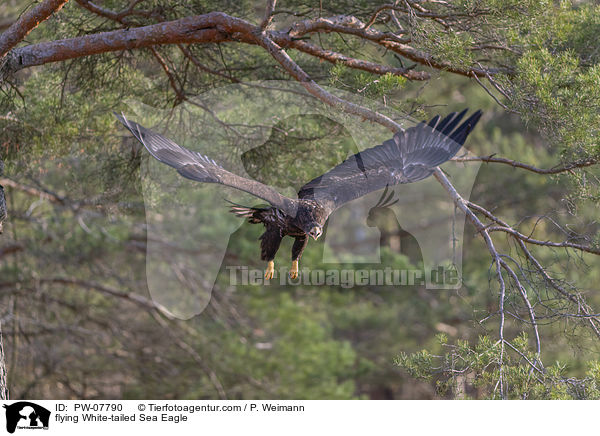 flying White-tailed Sea Eagle / PW-07790