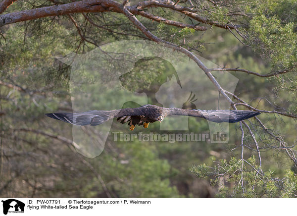 flying White-tailed Sea Eagle / PW-07791