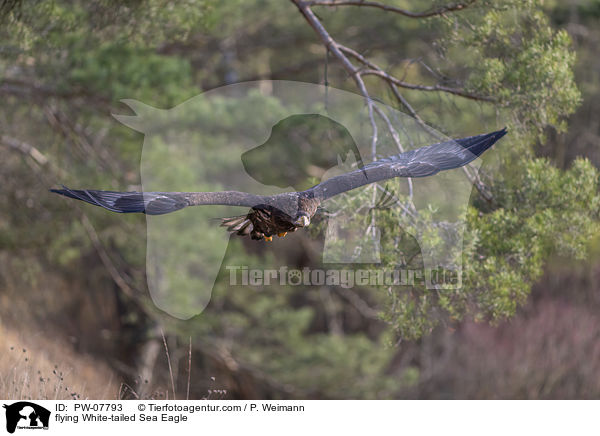 flying White-tailed Sea Eagle / PW-07793