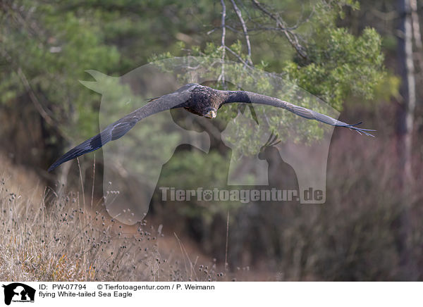 flying White-tailed Sea Eagle / PW-07794