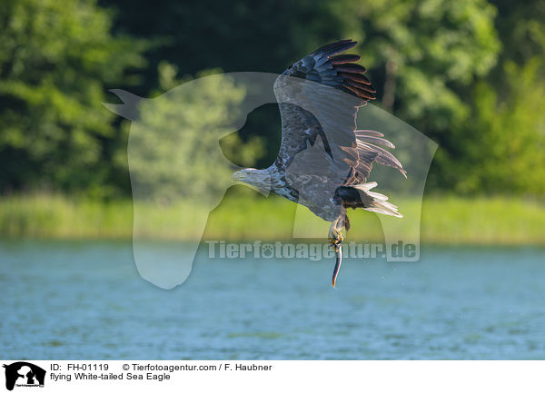 flying White-tailed Sea Eagle / FH-01119