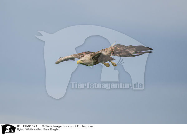 flying White-tailed Sea Eagle / FH-01521