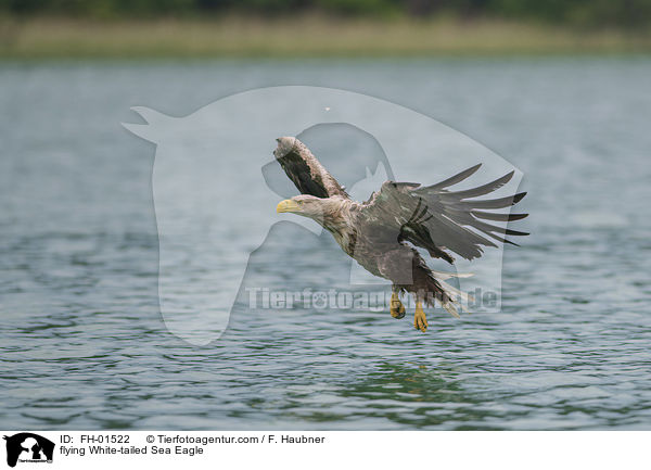 flying White-tailed Sea Eagle / FH-01522