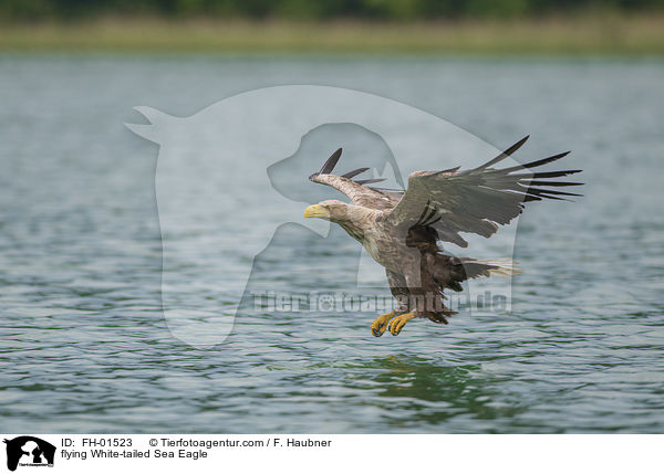 flying White-tailed Sea Eagle / FH-01523
