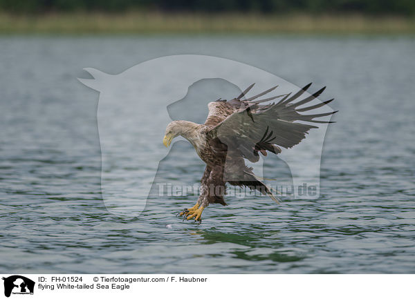 flying White-tailed Sea Eagle / FH-01524