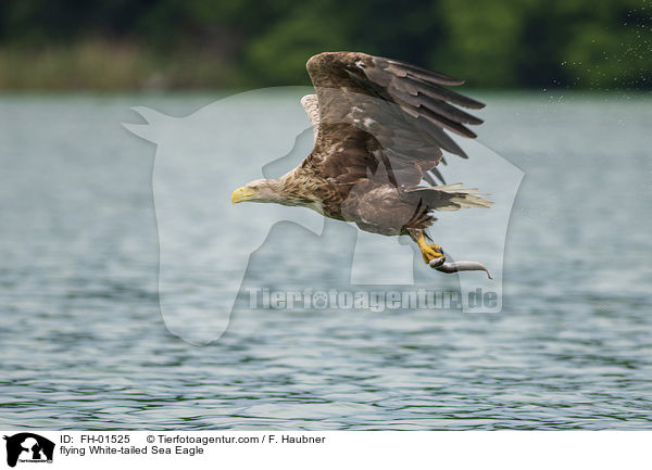 flying White-tailed Sea Eagle / FH-01525