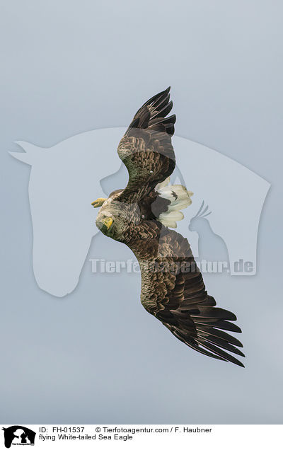flying White-tailed Sea Eagle / FH-01537
