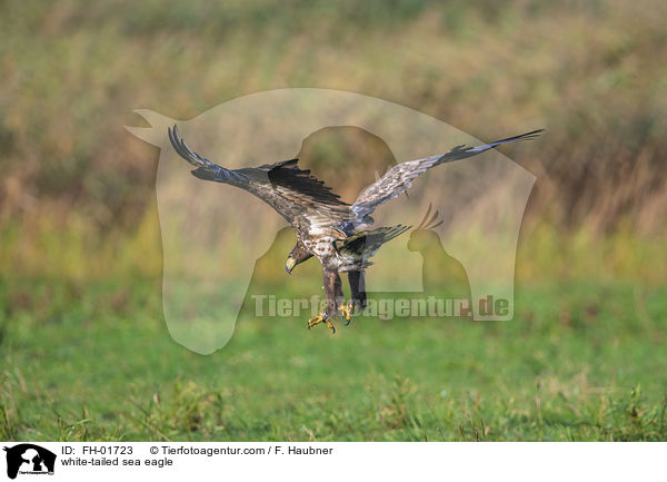 white-tailed sea eagle / FH-01723