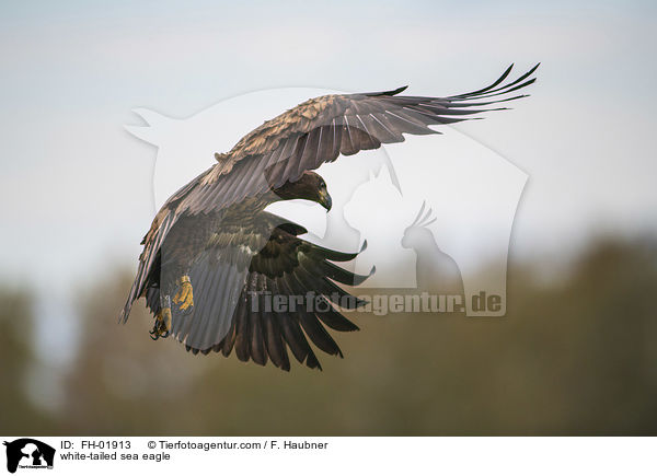 white-tailed sea eagle / FH-01913