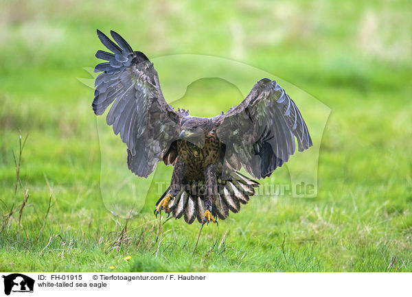 white-tailed sea eagle / FH-01915
