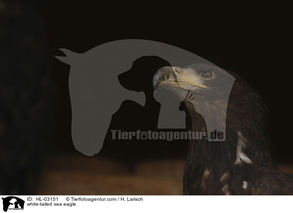 white-tailed sea eagle / HL-03151