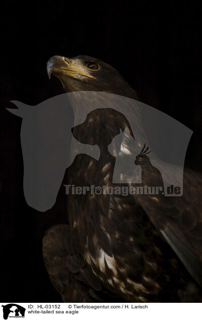 white-tailed sea eagle / HL-03152