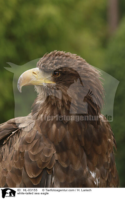 Seeadler / white-tailed sea eagle / HL-03155