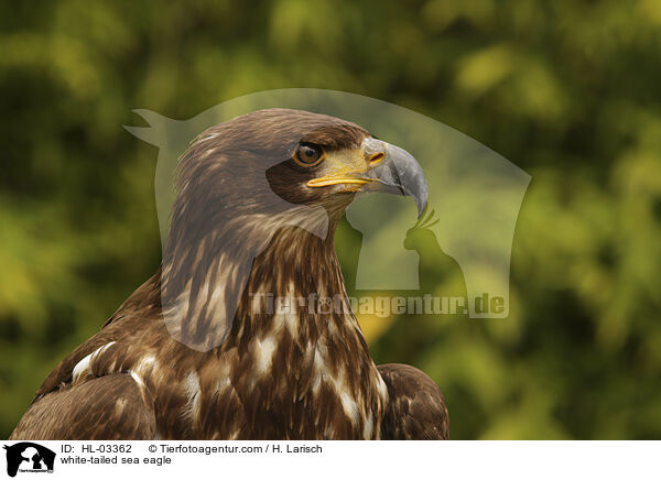 white-tailed sea eagle / HL-03362
