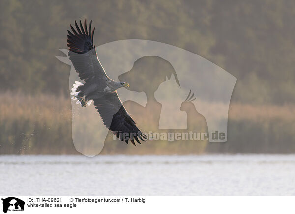 white-tailed sea eagle / THA-09621