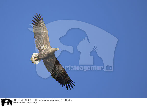 white-tailed sea eagle / THA-09623