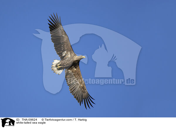 white-tailed sea eagle / THA-09624